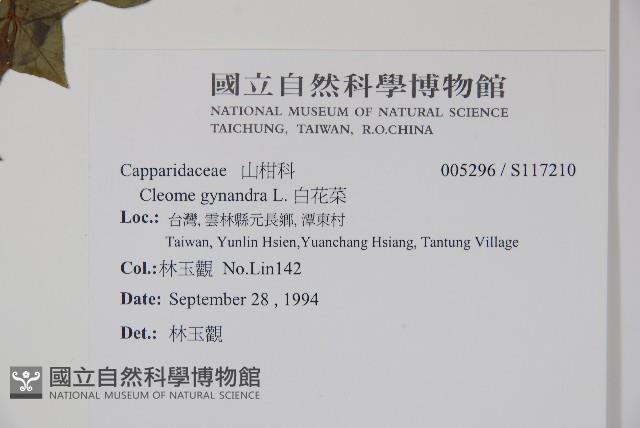 白花菜藏品圖，第2張