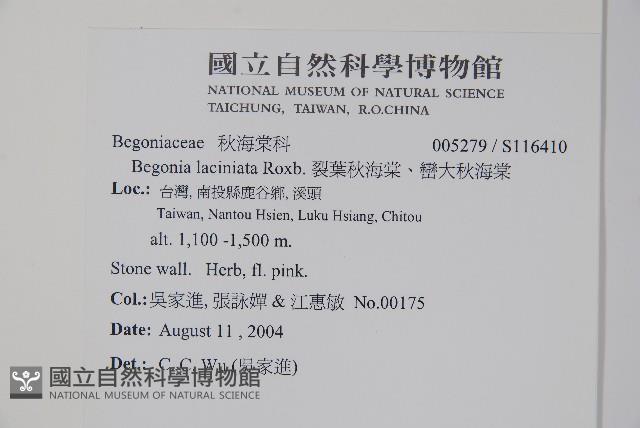 裂葉秋海棠、巒大秋海棠藏品圖，第2張