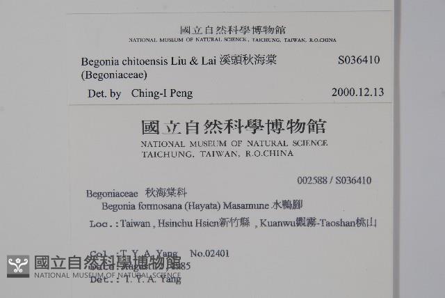 溪頭秋海棠藏品圖，第2張