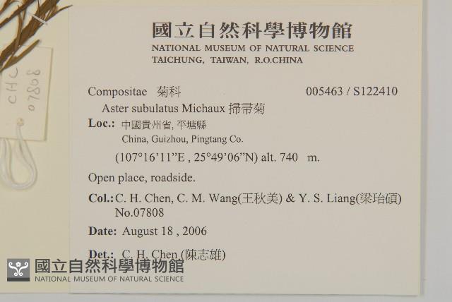 掃帚菊藏品圖，第2張