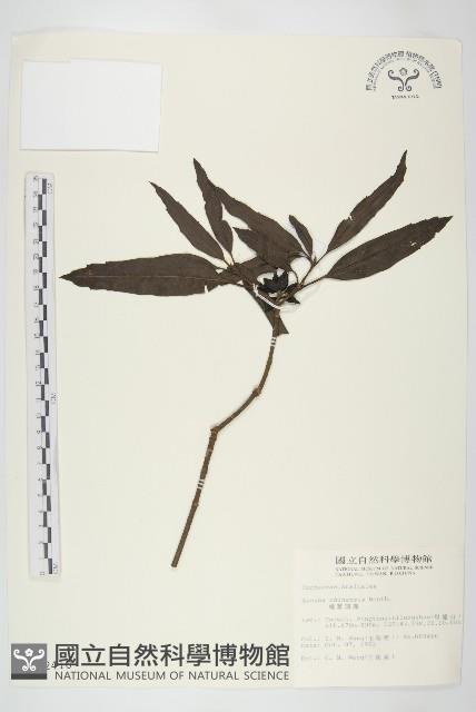 桃葉珊瑚藏品圖，第1張