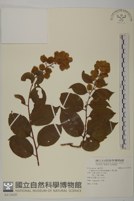 雷公藤藏品圖，第1張