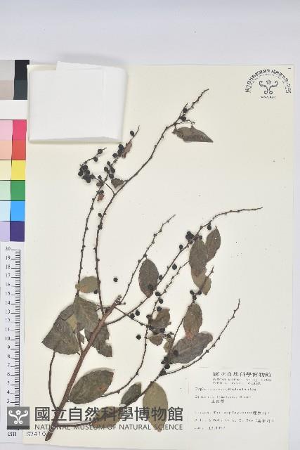 土密樹藏品圖，第1張