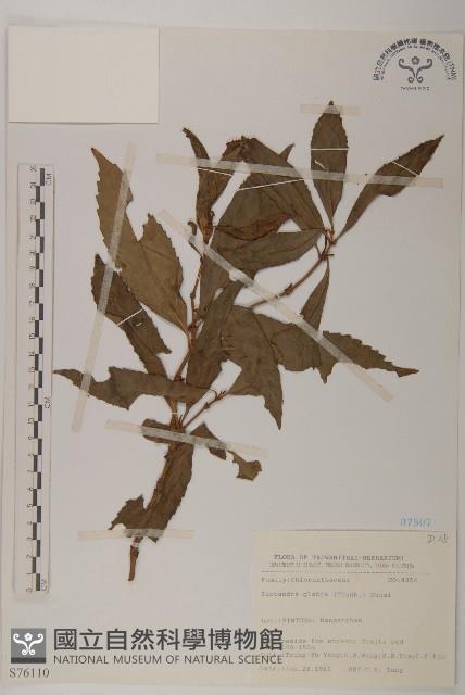 草珊瑚、紅果金粟蘭藏品圖，第1張