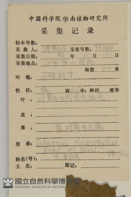 灰葉南蛇藤藏品圖，第2張