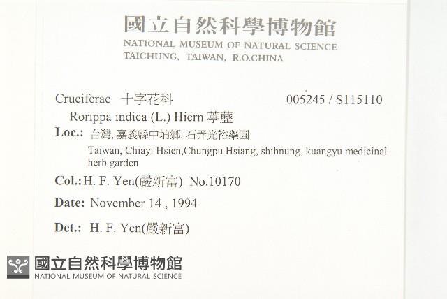 葶藶藏品圖，第2張