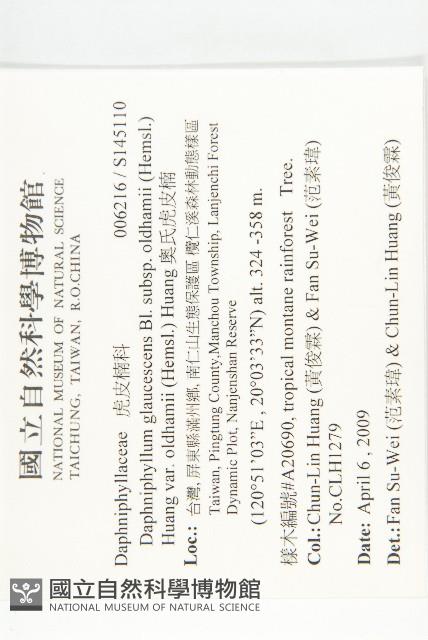 奧氏虎皮楠藏品圖，第2張