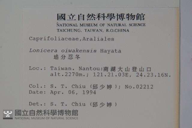 追分忍冬藏品圖，第2張