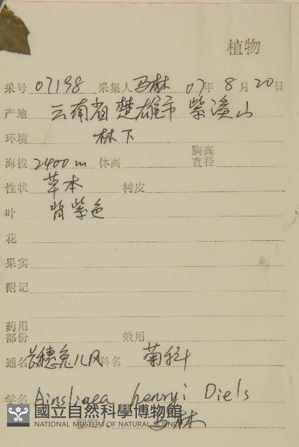 長穗兔兒風藏品圖，第2張