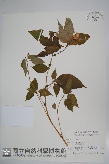 紫花鳳仙花藏品圖，第1張