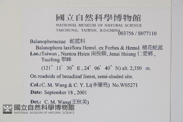 穗花蛇菰藏品圖，第2張