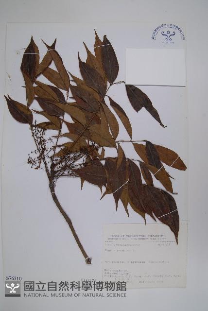 木蠟樹、山漆藏品圖，第1張