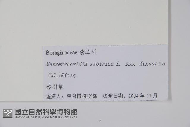 砂引草藏品圖，第2張