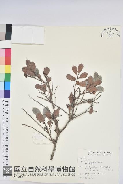 細葉饅頭果藏品圖，第1張