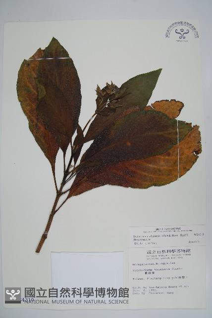 假酸漿藏品圖，第1張