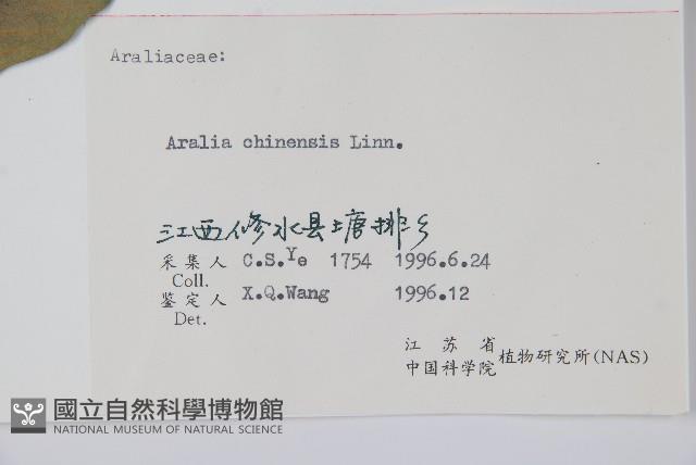 蔥木藏品圖，第2張