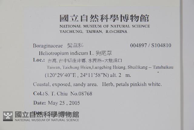 狗尾草藏品圖，第2張