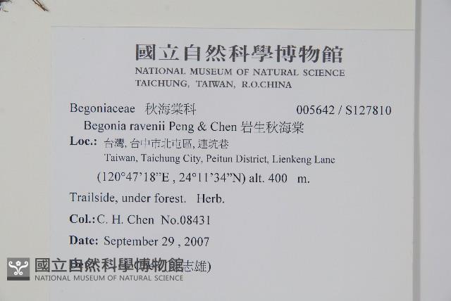 岩生秋海棠藏品圖，第2張