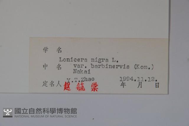 毛脈黑忍冬藏品圖，第2張