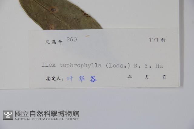 灰葉冬青藏品圖，第2張