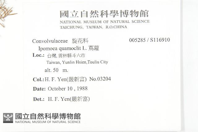 蔦蘿藏品圖，第2張