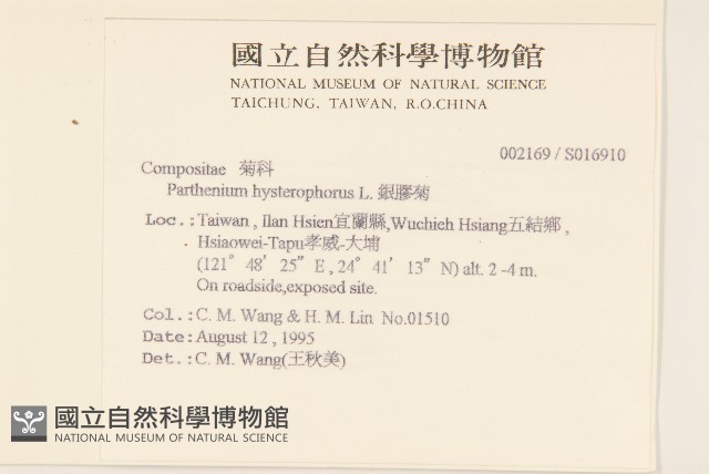 銀膠菊藏品圖，第2張