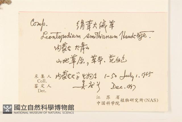 絹茸火絨草藏品圖，第2張