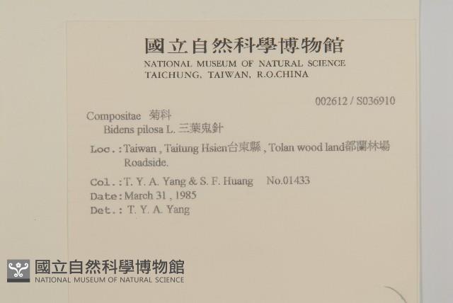 白花鬼針藏品圖，第2張