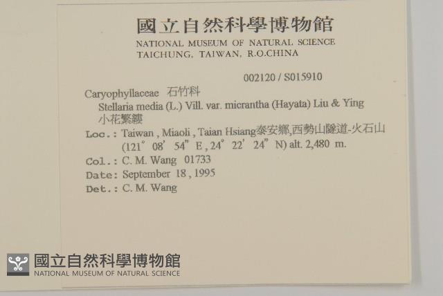 小花繁縷藏品圖，第2張