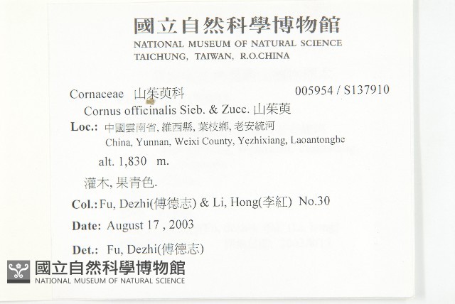 山茱萸藏品圖，第2張