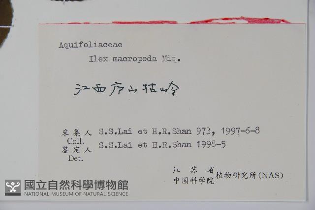 大柄冬青藏品圖，第2張