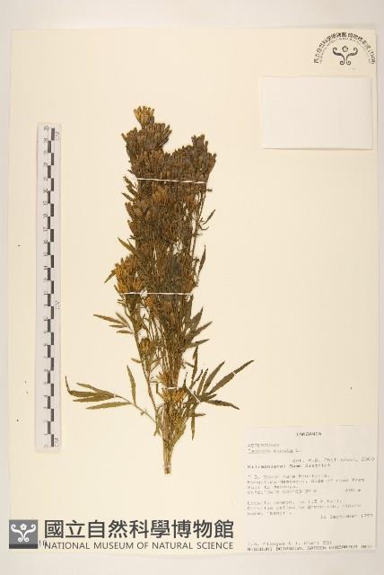 印加孔雀草藏品圖，第1張