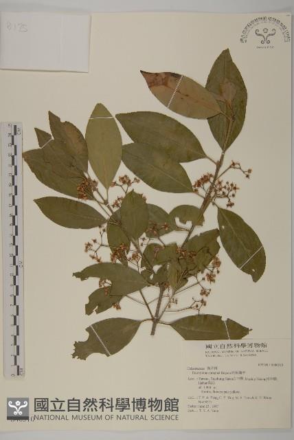 刺果衛矛藏品圖，第1張