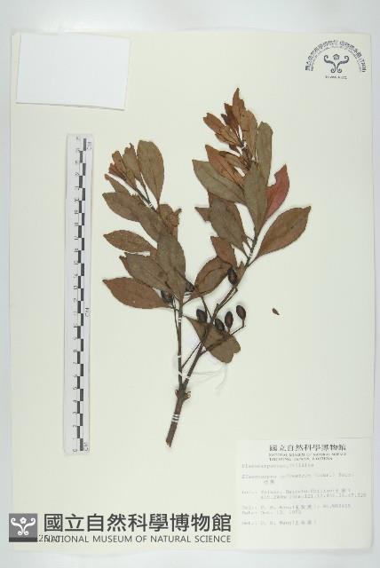 杜英、山杜英、蘭嶼杜英藏品圖，第1張