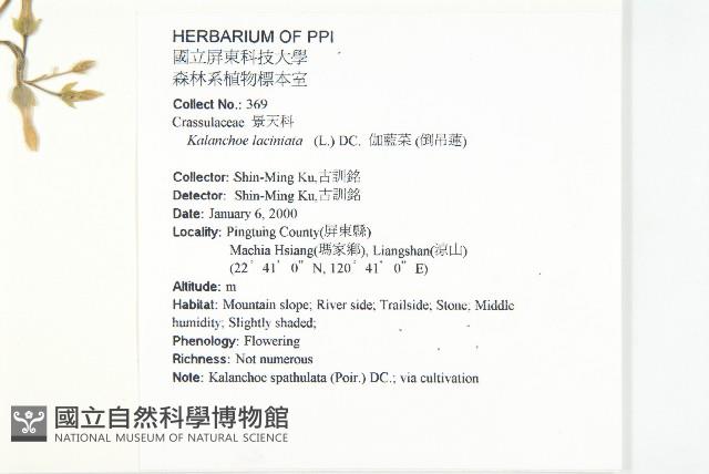 伽藍菜、倒吊蓮藏品圖，第2張