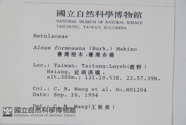 臺灣赤楊、臺灣榿木藏品圖，第2張