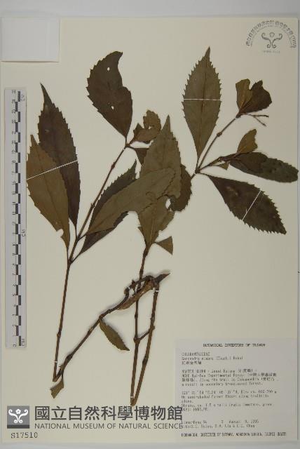 草珊瑚、紅果金粟蘭藏品圖，第1張