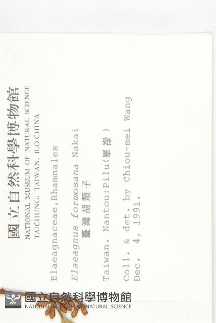 臺灣胡頹子藏品圖，第2張