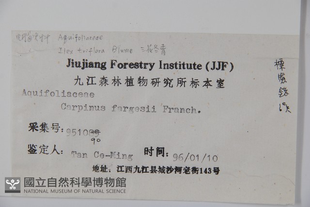 三花冬青藏品圖，第2張
