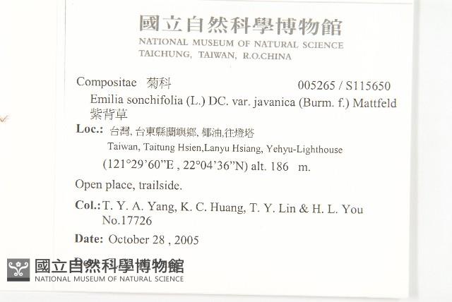 紫背草藏品圖，第2張