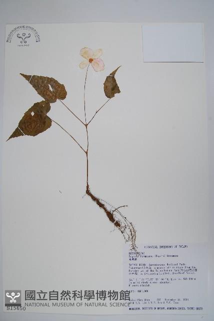 水鴨腳藏品圖，第1張