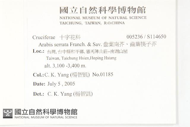 齒葉南芥、齒葉筷子芥藏品圖，第2張