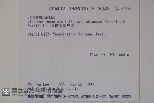 長橢圓葉莢迷藏品圖，第2張