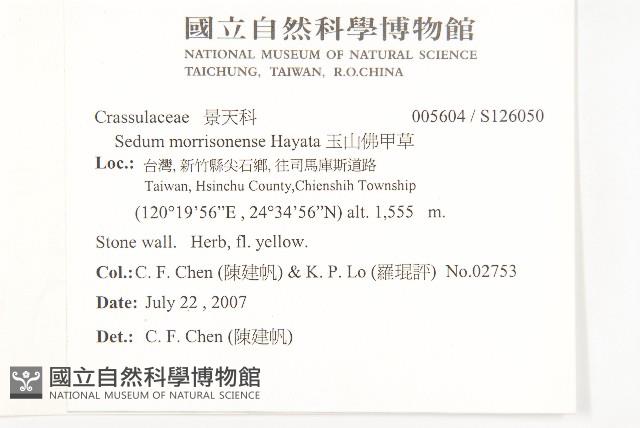 玉山佛甲草藏品圖，第2張