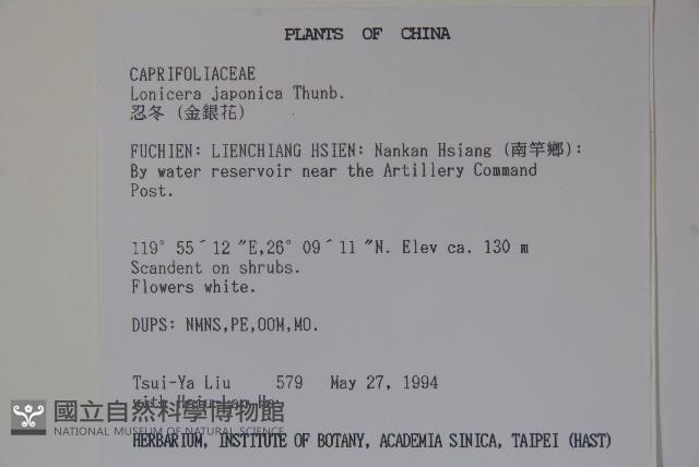 忍冬、金銀花藏品圖，第2張