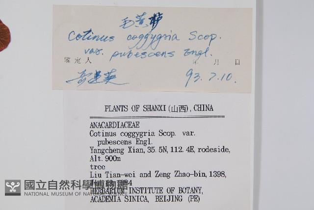 毛黃槴藏品圖，第2張