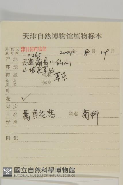 黃花蒿藏品圖，第2張