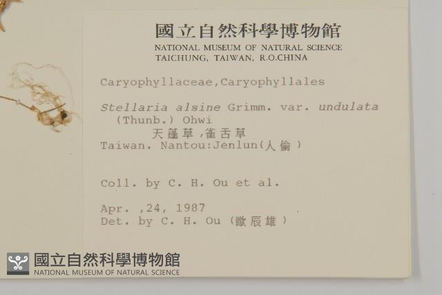 天蓬草、雀舌草藏品圖，第2張