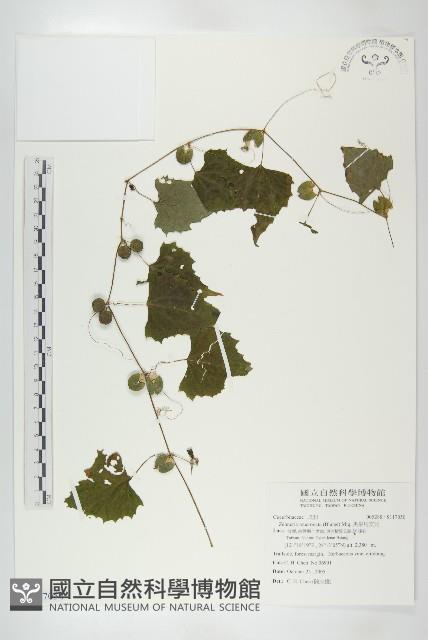 黑果馬交兒藏品圖，第1張