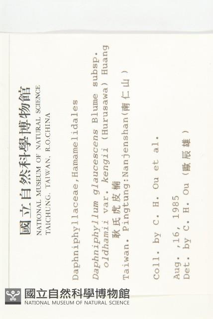 耿氏虎皮楠藏品圖，第2張